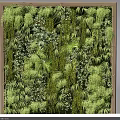 Lush Indoor Living Green Plant Wall With Various Ferns Vines and Wooden Frame Decoration