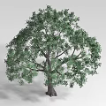 Lush Green Shrub With Dense Foliage And Healthy Branches For Garden Landscaping