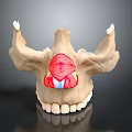 Human Mandible Anatomical Model Showing Teeth And Muscular Structure Details