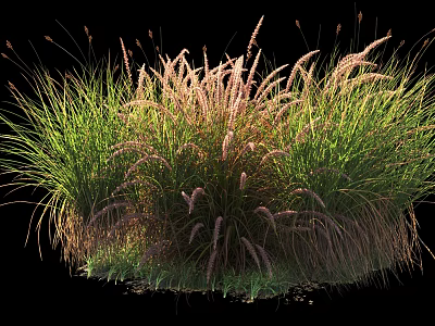 Lush Green Shrub with Pink Feathery Plumes in Natural Outdoor Landscape 3d model