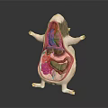 3D Rendered Anatomical Mouse Model Medical Device With Detailed Internal Organs