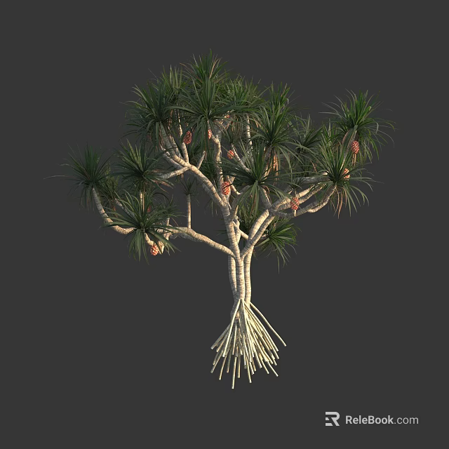 Slender Tree with Slender Trunks Long Green Needle-like Leaves Brown Pods and Exposed Supportive Roots 3d model 