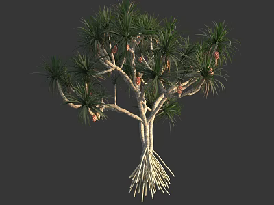 Slender Tree with Slender Trunks Long Green Needle-like Leaves Brown Pods and Exposed Supportive Roots 3d model