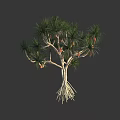 Slender Tree with Slender Trunks Long Green Needle-like Leaves Brown Pods and Exposed Supportive Roots