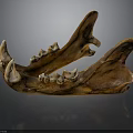 Brown Animal Mandible With Sharp Teeth And Skeletal Structure On Dark Background With Reflection