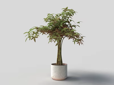 Bonsai Plant with Multiple Trunks and Green Red Leaves in White Textured Pot 3d model