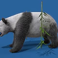 Fluffy Black And White Panda Standing With Green Bamboo Leaves On Blue Background