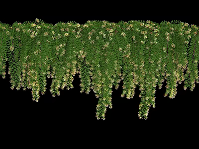 Green Hanging Vines With Lush Leaves And Small White Flowers Decoration 3d model