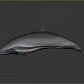 Realistic Dolphin With Streamlined Body On Grey Gradient Background And Reflection On Smooth Surface 3d model
