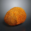 Vibrant Orange Aquatic Creature With Intricate Brain Like Patterns In Ocean Habitat