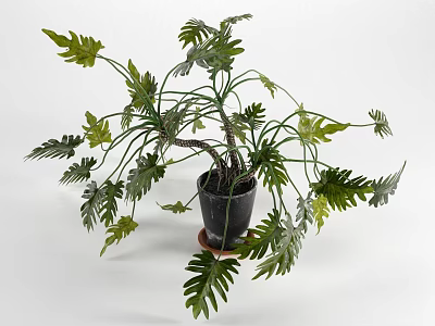 Decorative Bonsai Potted Plant With Feathery Green Leaves In Black Pot 3d model