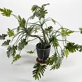 Decorative Bonsai Potted Plant With Feathery Green Leaves In Black Pot