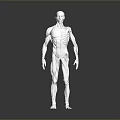 Human Anatomical Model Displaying Detailed Muscle And Skeleton Organ Structure