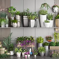 Indoor Bonsai and Potted Plants Display With Various Ceramic Pots and Hanging Greenery