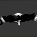 3D Rendered Eagle Animal Artwork With Spread Wings Gray Background And Floor Reflection