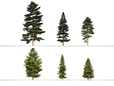 Various Evergreen Tree Species with Different Sizes and Green Foliage 3d model