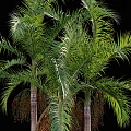 Coconut Tree Trees Landscape Trees 3d model