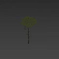 Tall Arbor Tree with Human Figure for Scale Isolated on Dark Background 3d model