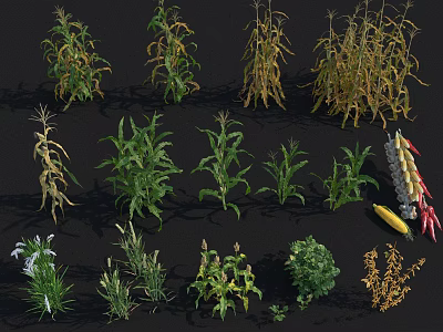 Crop Plants Collection Featuring Corn And Herbs In Various Growth Stages With Green Yellow Leaves 3d model