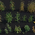 Crop Plants Collection Featuring Corn And Herbs In Various Growth Stages With Green Yellow Leaves