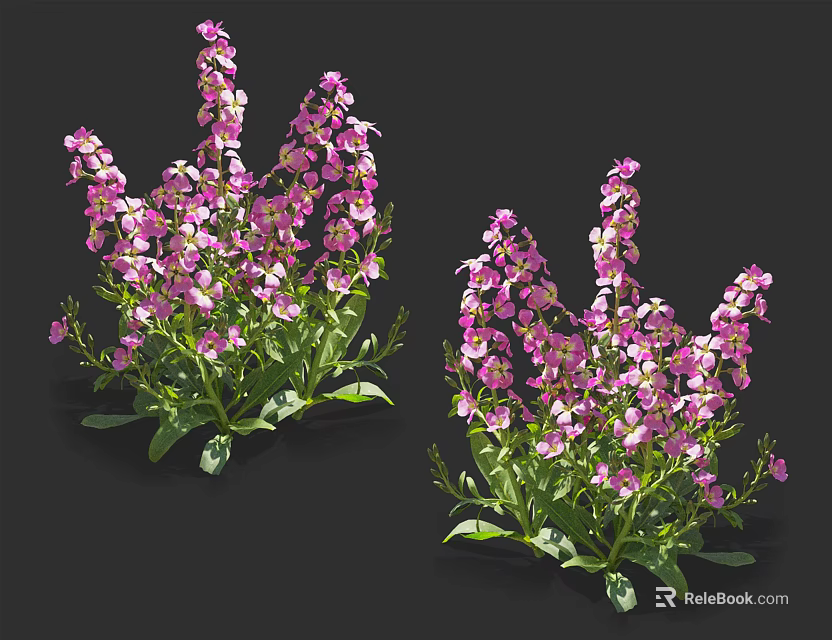 Purple Spike Shaped Flowers With Green Leaves In Two Clusters Against Black Background 3d model 