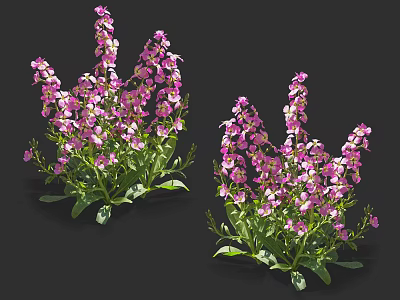 Purple Spike Shaped Flowers With Green Leaves In Two Clusters Against Black Background 3d model