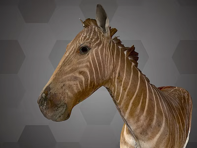 Detailed Zebra Head And Neck With Brown Stripes Against Gray Hexagonal Background 3d model