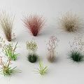 Colorful Decorative Grasses in Various Shapes Textures and Colors on White Background