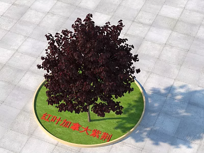 Modern Red Leaf Canadian Bauhinia Red Leaf Canadian Bauhinia Plants 3d model