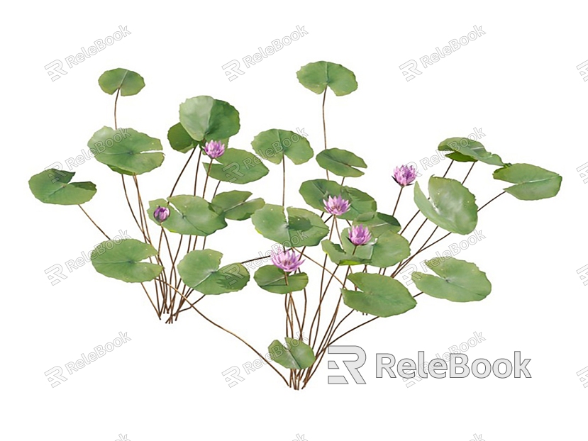 Modern orchid water lily aquatic plant model