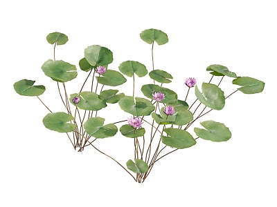 Modern orchid water lily aquatic plant 3d model