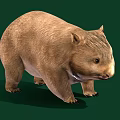 Cute Round Wombat With Thick Brown Fur Standing On Green Background
