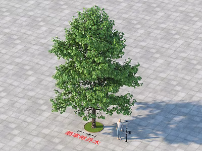 Tall Green Tree On Paved Ground With Person Taking Photo And Sunlight Shadow 3d model