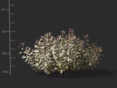 Low Growing 30cm Height Garden Shrubs With Green Purple Mixed Leaves 3d model