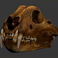 Large Feline Animal Skull With Sharp Teeth And Brown Bone Structure
