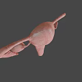 Detailed 3D Model Of Female Reproductive System With Uterus Ovaries And Fallopian Tubes