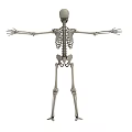 Game And Movie Character Skeleton Model Standing With Open Arms 3D Design