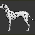 Dalmatian Dog With Black And White Spots In Standing Pose On Smooth Surface
