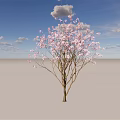 Blooming Tree with Pink Flowers Under Blue Sky and White Clouds
