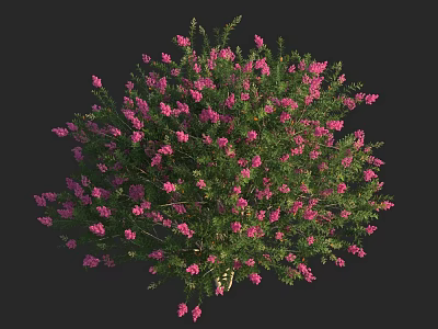 Lush Arbor In Garden With Vibrant Pink Flowers And Green Foliage 3d model