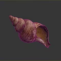 Conch Shell With Spiral Shape And Yellow White Texture On Gray Background 3d model