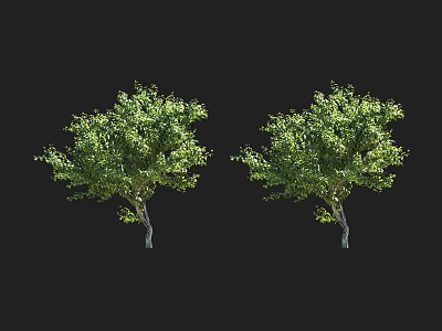 Two Lush Green Arbor Trees With Dense Foliage and Healthy Branches 3d model
