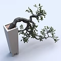 Curved Trunk Bonsai Plant in Modern White Planter with Green Leaves and Artistic Shape