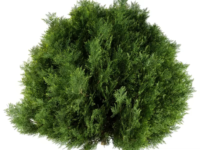 Lush Evergreen Tree With Dense Green Foliage And Full Natural Canopy 3d model
