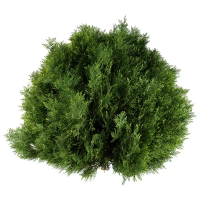 Platycladus orientalis plant 3d model