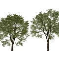 Two Green Leafy Arbor Trees With Brown Trunks Against White Background 3d model