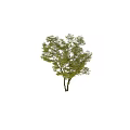 Tall Arbor With Lush Green Leaves And Strong Trunk In Garden Landscape Design