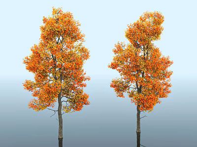 Two Arbor Trees With Orange Yellow Leaves Against Light Blue Sky 3d model