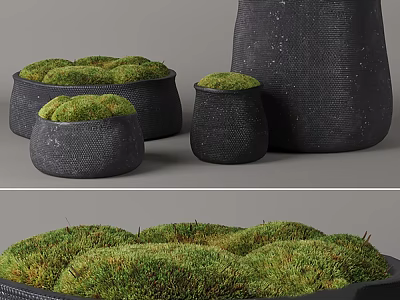 Bonsai Potted Plants With Black Woven Planters And Green Moss For Decoration 3d model