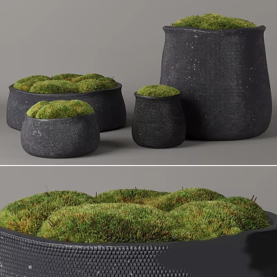 Bonsai Potted Plants With Black Woven Planters And Green Moss For Decoration 3d model